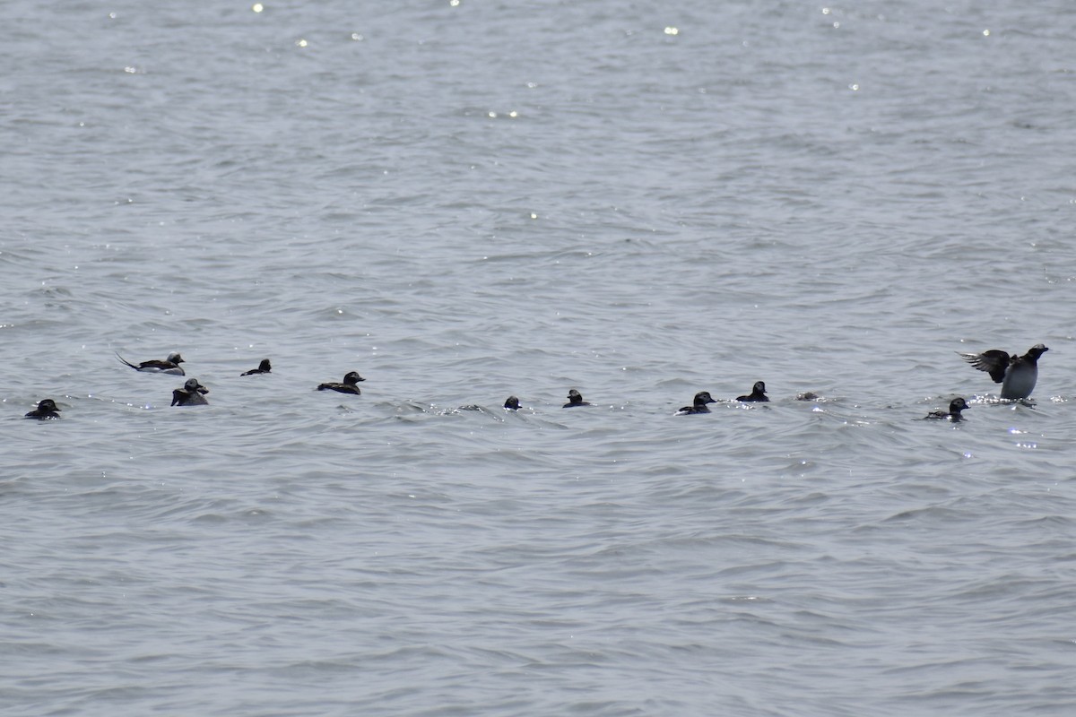 Long-tailed Duck - ML617482231