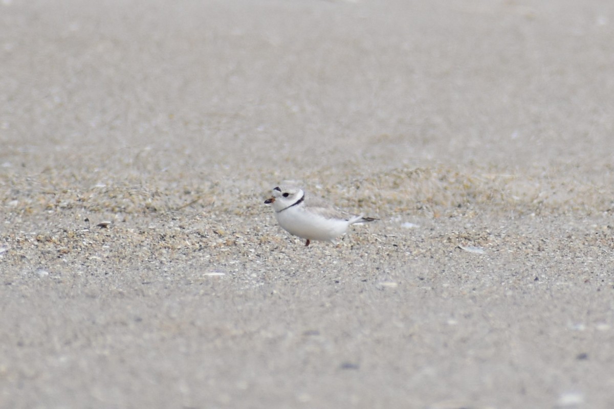 Piping Plover - ML617482332