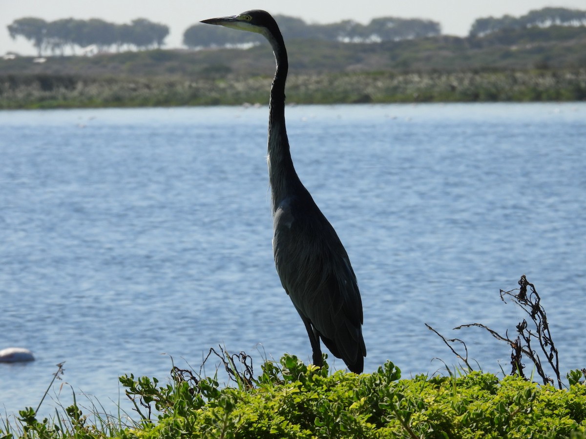 Garza Cabecinegra - ML617482345