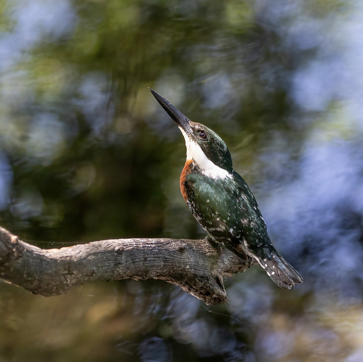 Green Kingfisher - Keith Watson