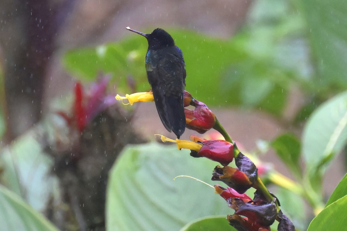 Velvet-purple Coronet - Guy Lafond