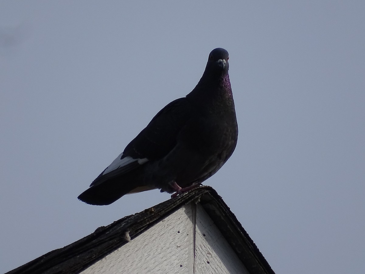 Rock Pigeon (Feral Pigeon) - ML617482415