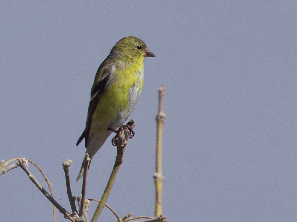 American Goldfinch - ML617482425