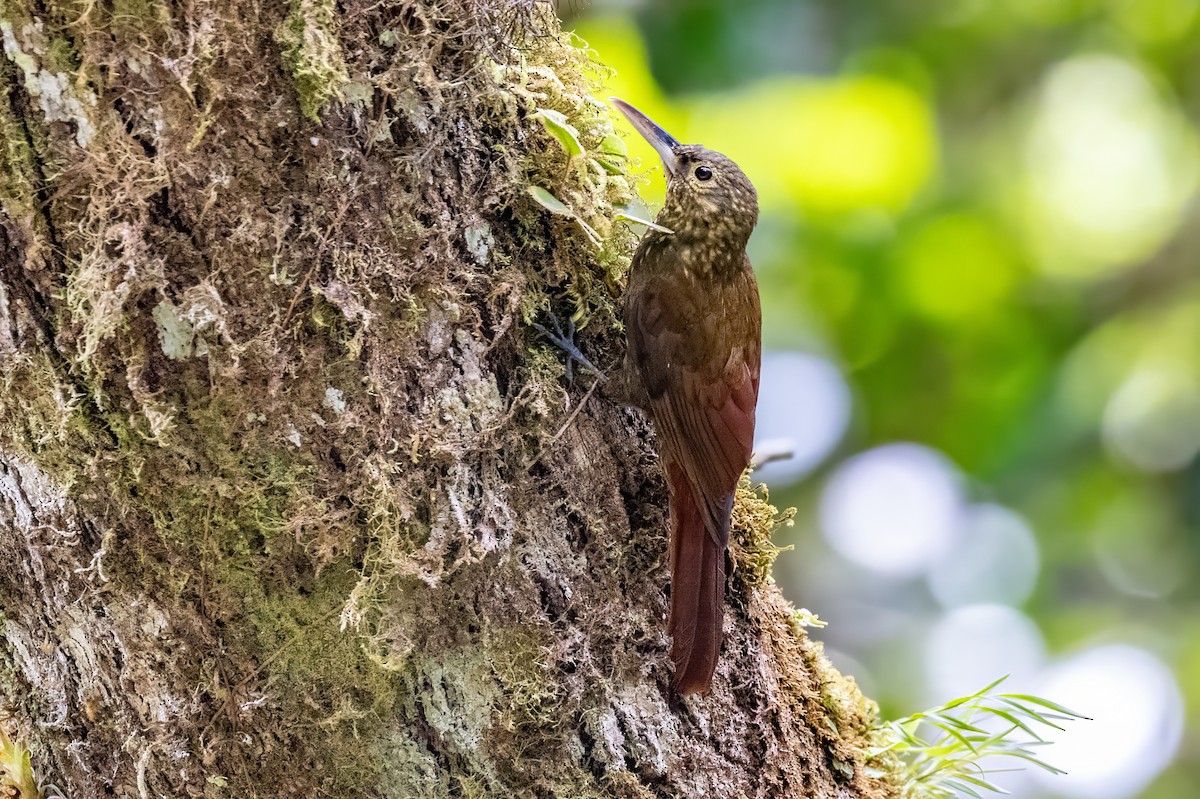 Spotted Woodcreeper - Sandy & Bob Sipe