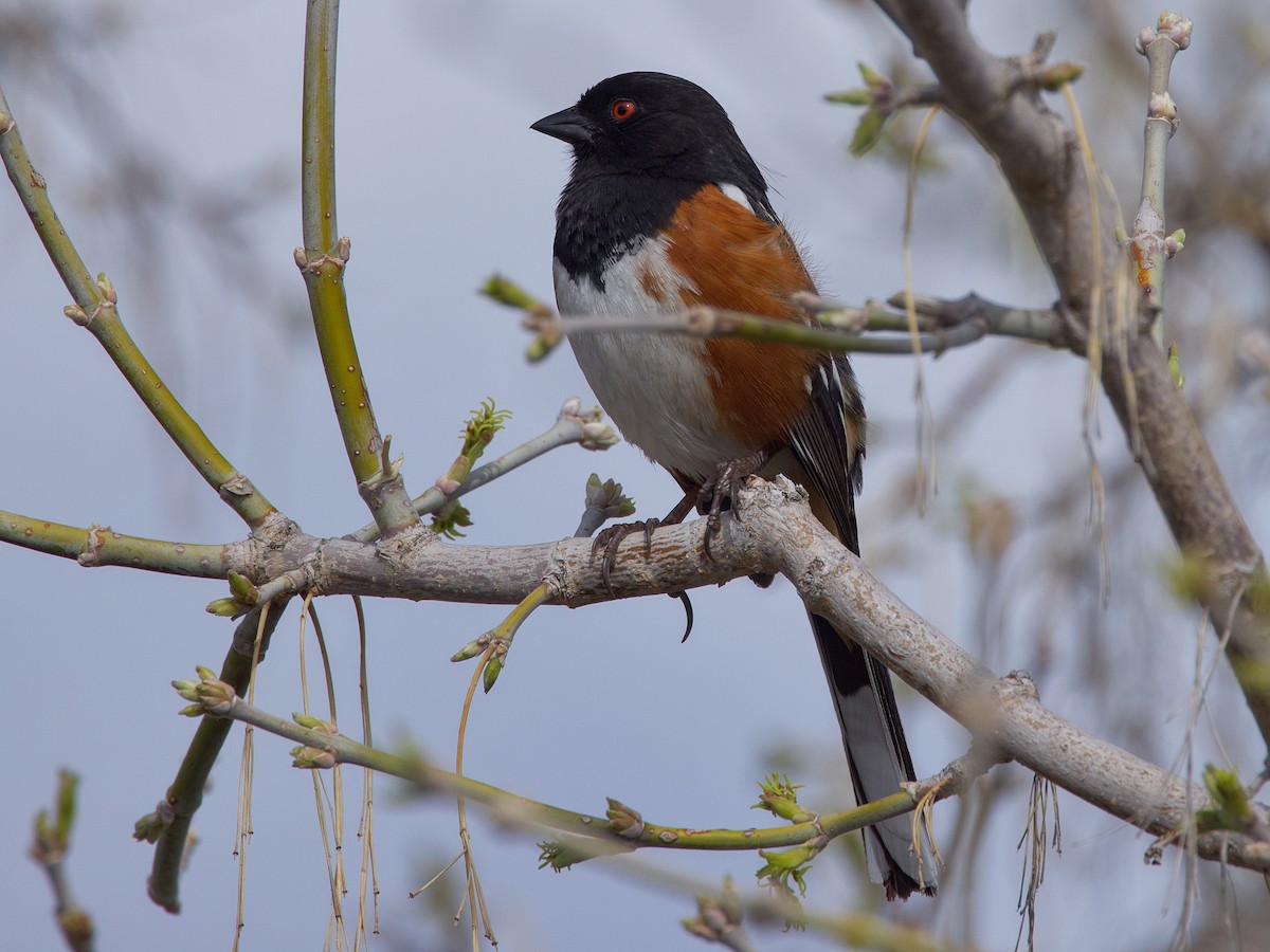 Spotted Towhee - ML617482432