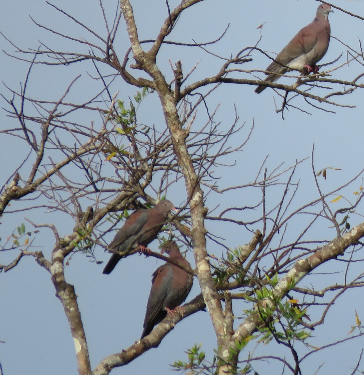 Pigeon à bec rouge - ML617482491