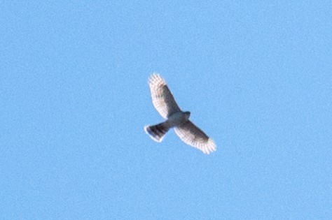 Accipiter sp. - Matt Blaze