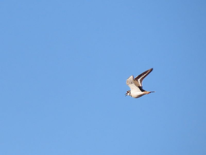 Killdeer - Tracy The Birder