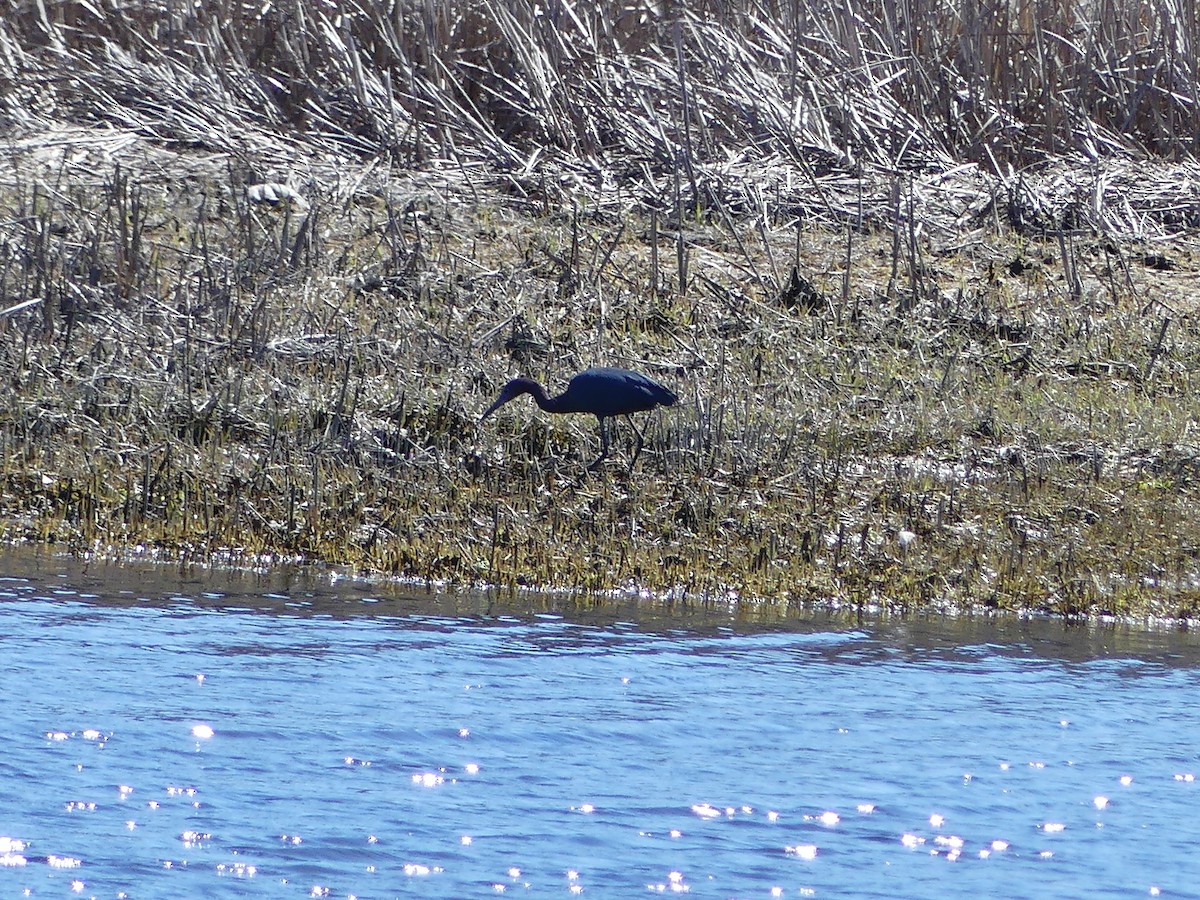 Little Blue Heron - ML617482498