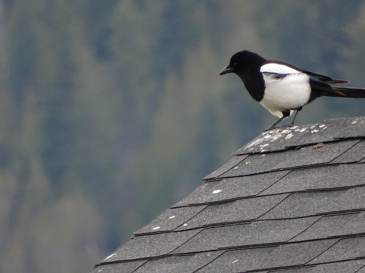 Black-billed Magpie - ML617482537