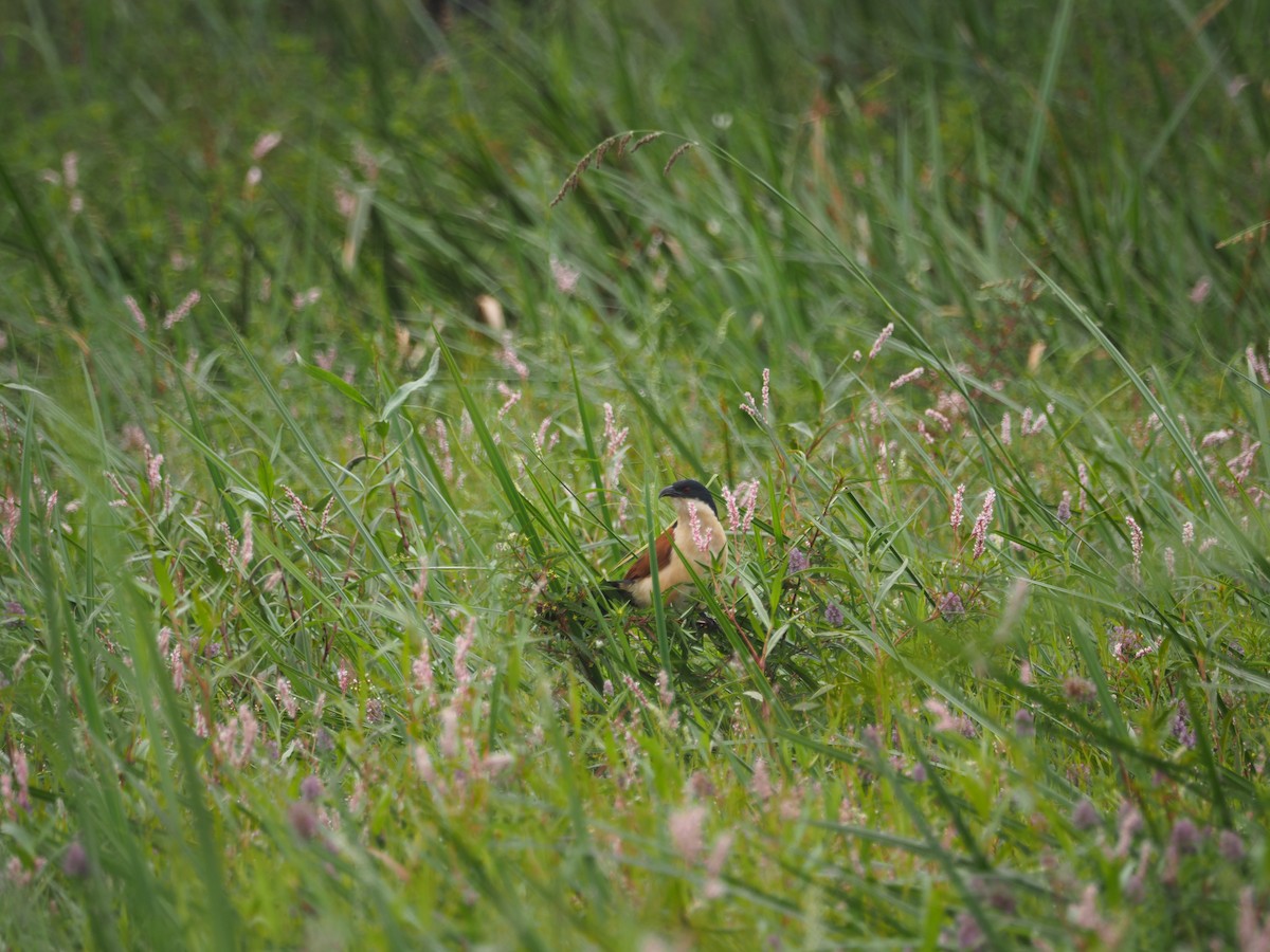 Blue-headed Coucal - ML617482618