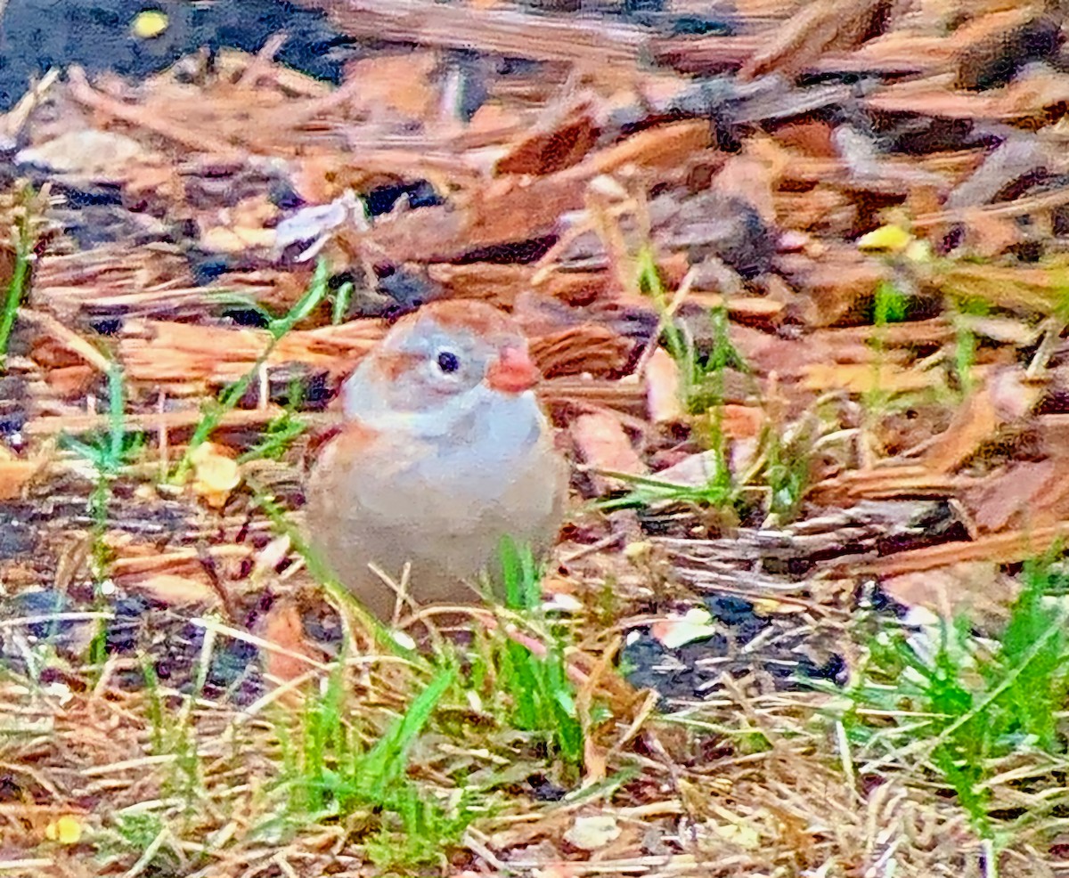 Field Sparrow - Keith Corliss