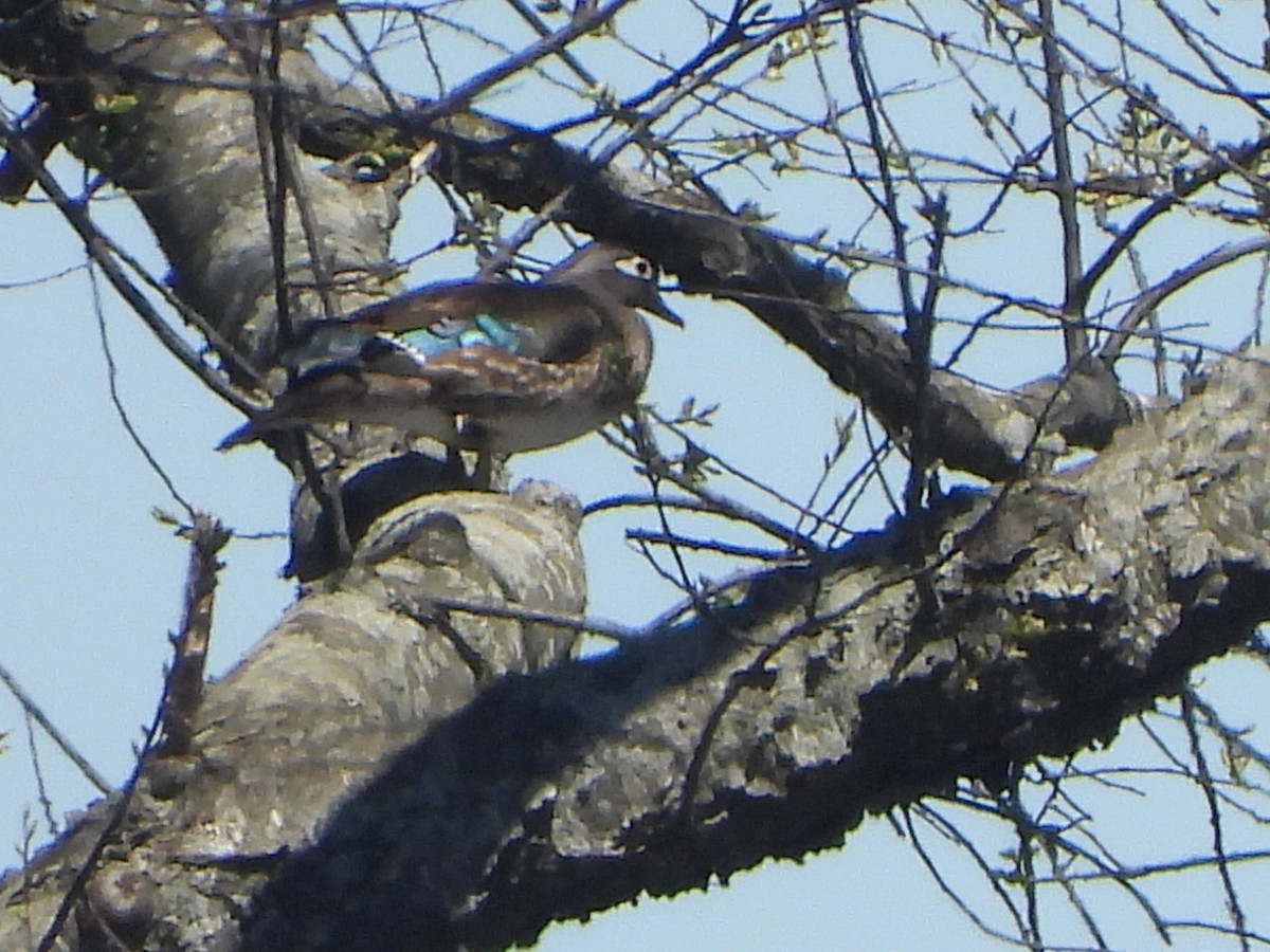 Wood Duck - ML617482644