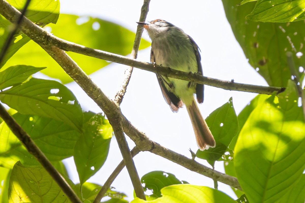 Rufous-browed Tyrannulet - ML617482646