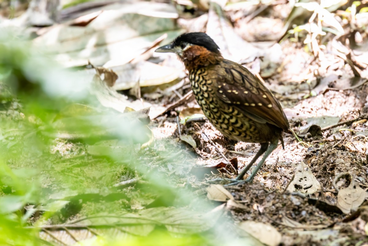 Black-crowned Antpitta - ML617482654