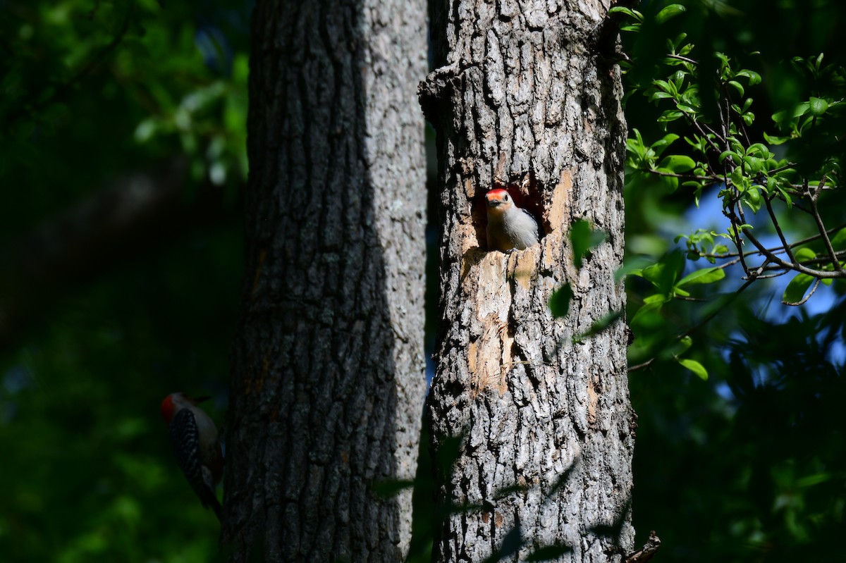 Red-bellied Woodpecker - John Becker