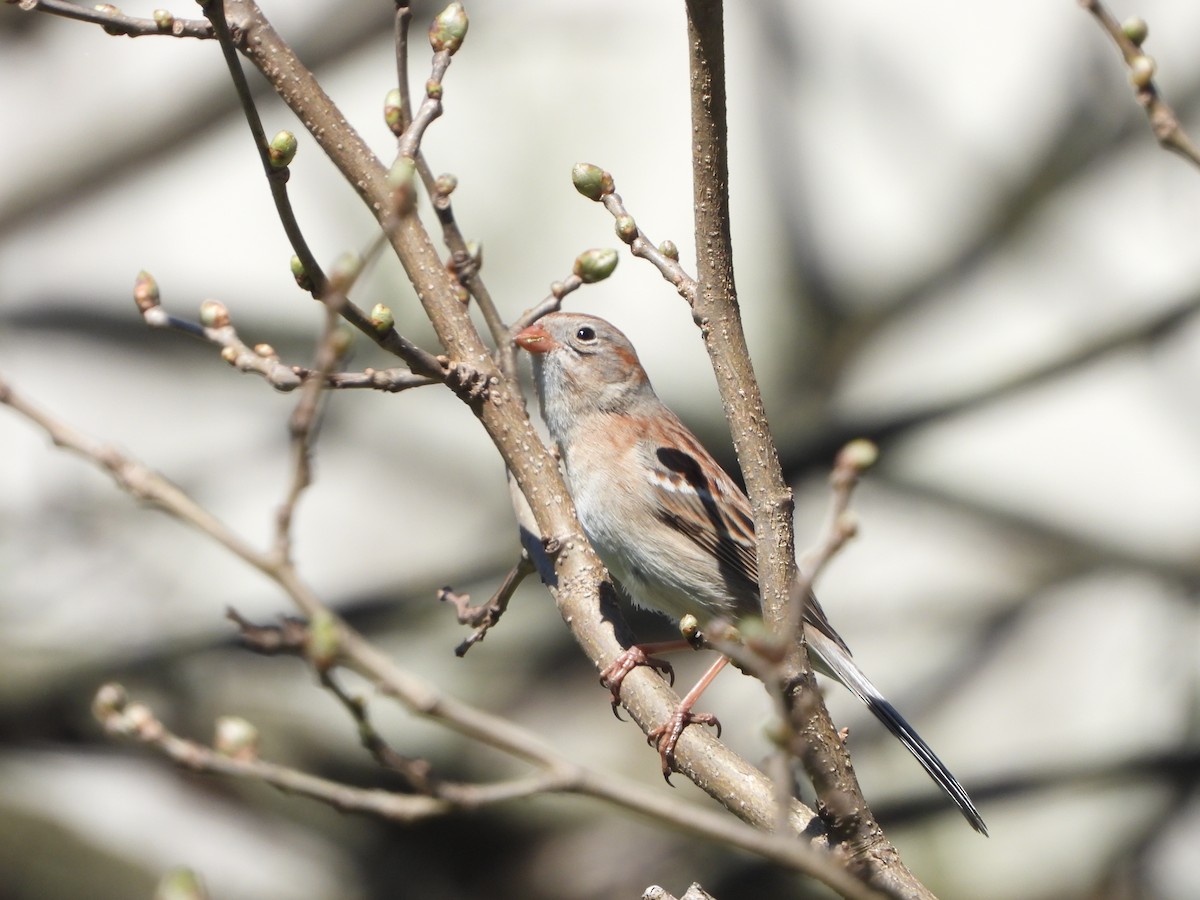 Field Sparrow - ML617482656