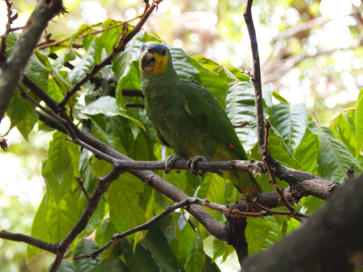 Orange-winged Parrot - ML617482753