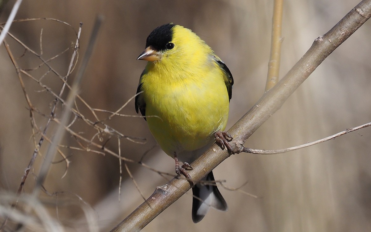 American Goldfinch - ML617482795