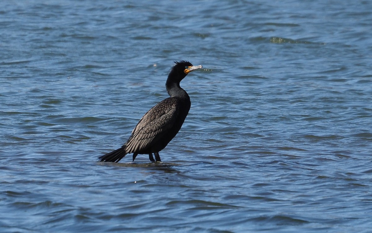 Double-crested Cormorant - ML617482804