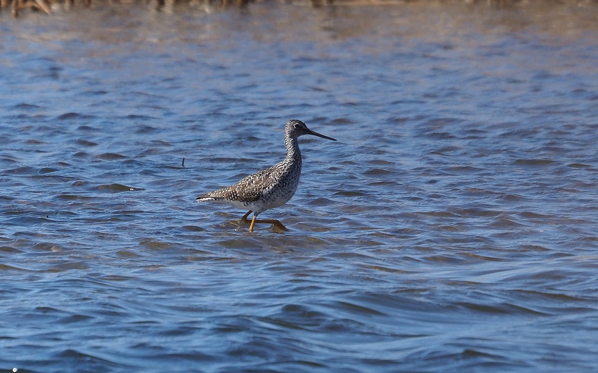 Greater Yellowlegs - ML617482806