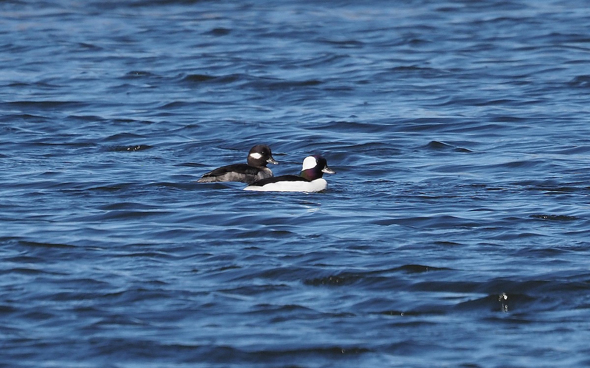 Bufflehead - ML617482812