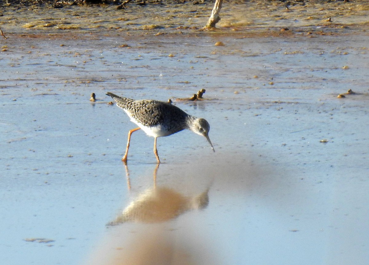 Lesser Yellowlegs - Jesus Carrion Piquer