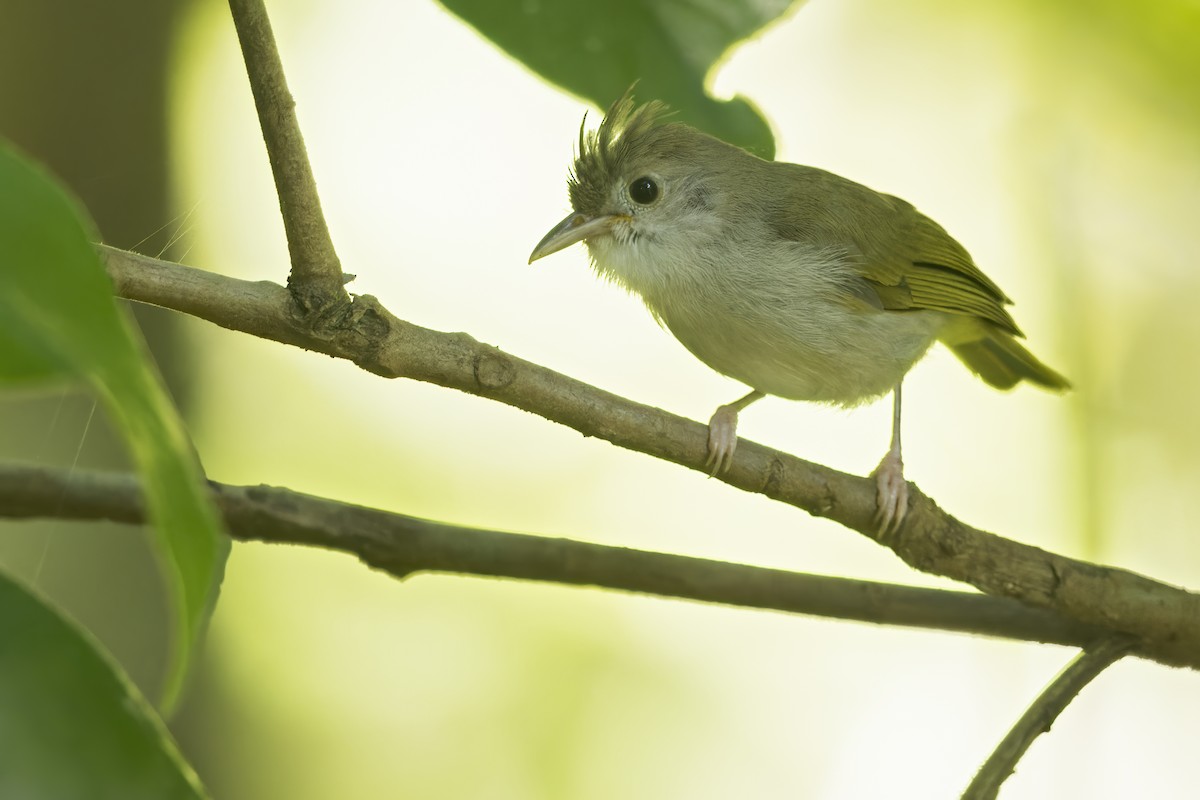 Yuhina Ventriblanca - ML617482896