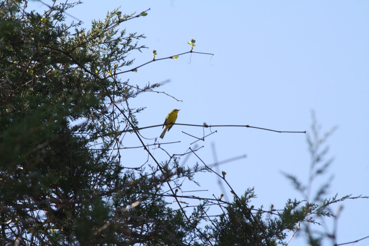 Prairie Warbler - Jim Pearson