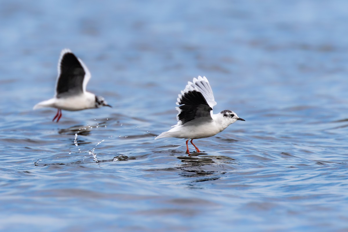 Little Gull - ML617482923
