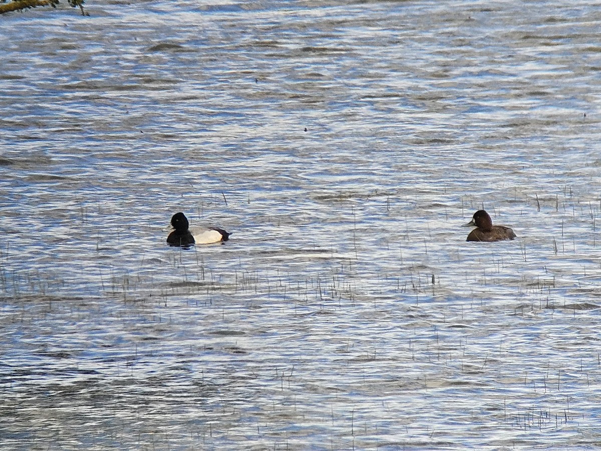 Lesser Scaup - ML617483047