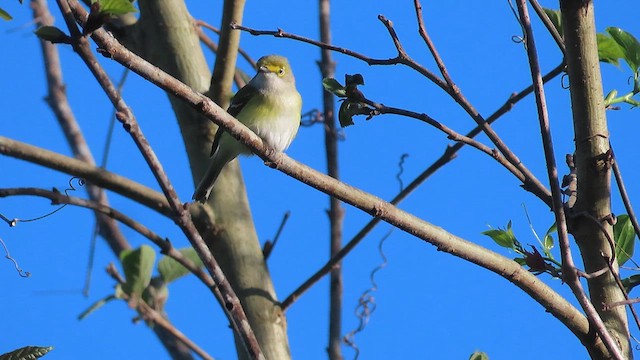 White-eyed Vireo - ML617483075