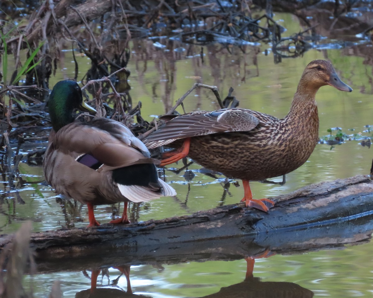 Canard colvert - ML617483080