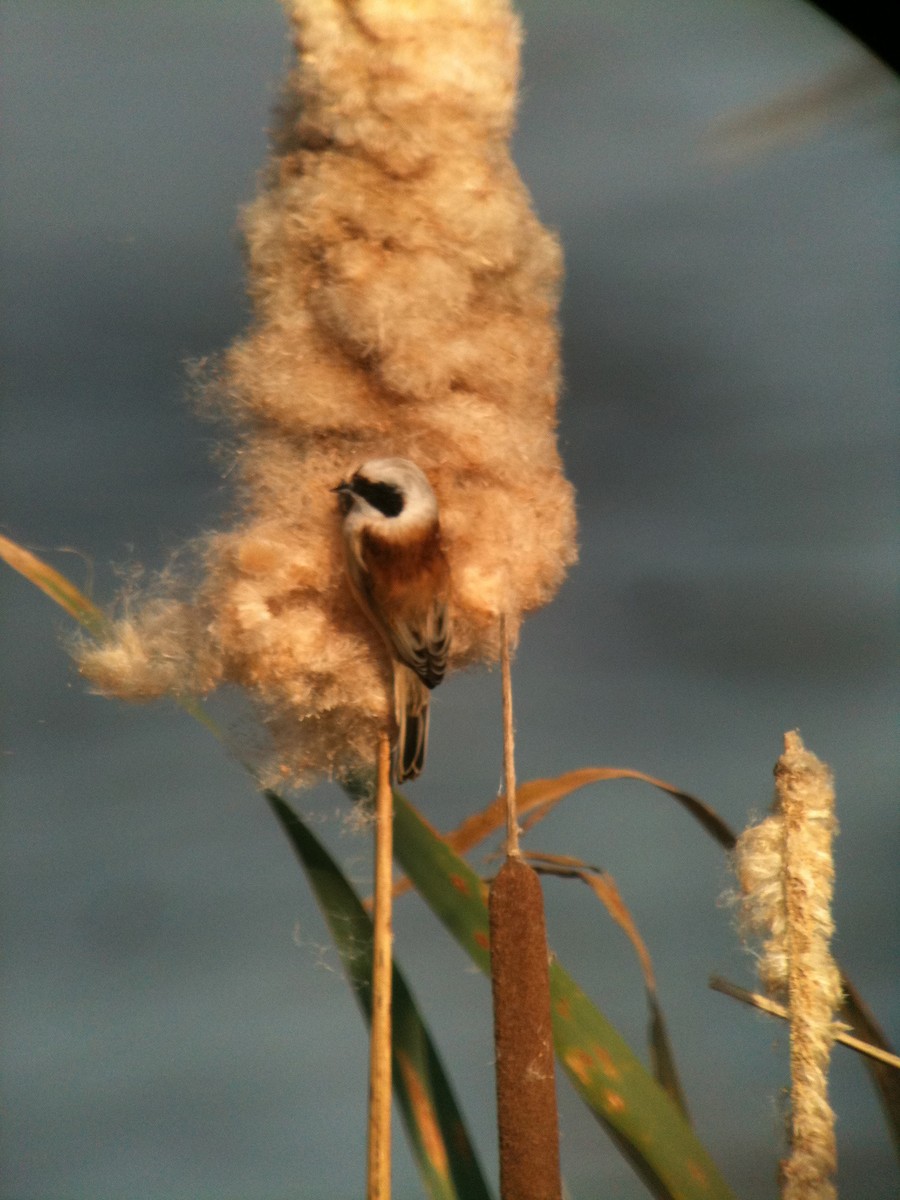 Eurasian Penduline-Tit - ML617483085