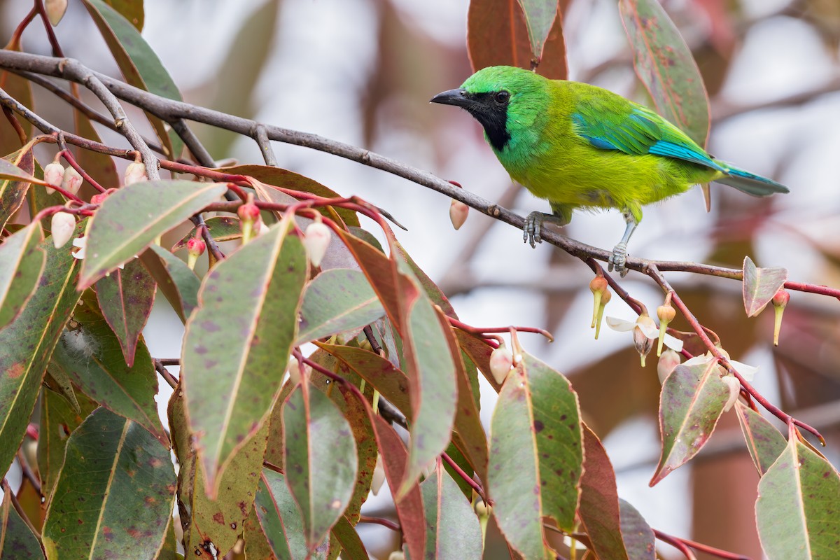 Bornean Leafbird - ML617483106