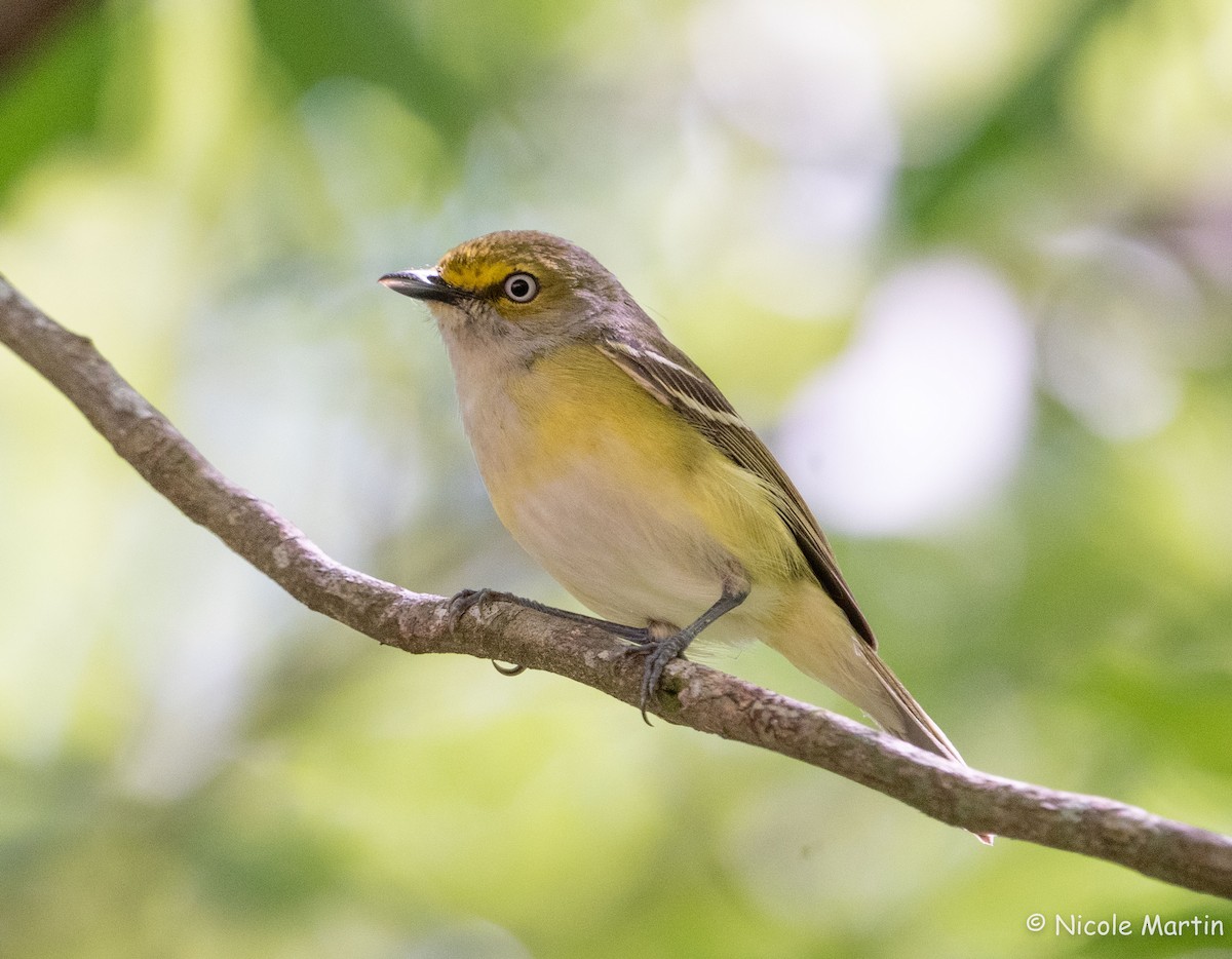 White-eyed Vireo - Nicole Martin