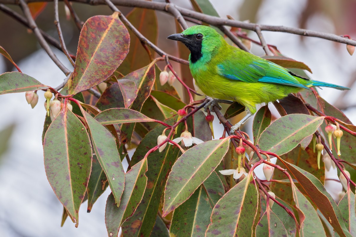 Bornean Leafbird - ML617483113