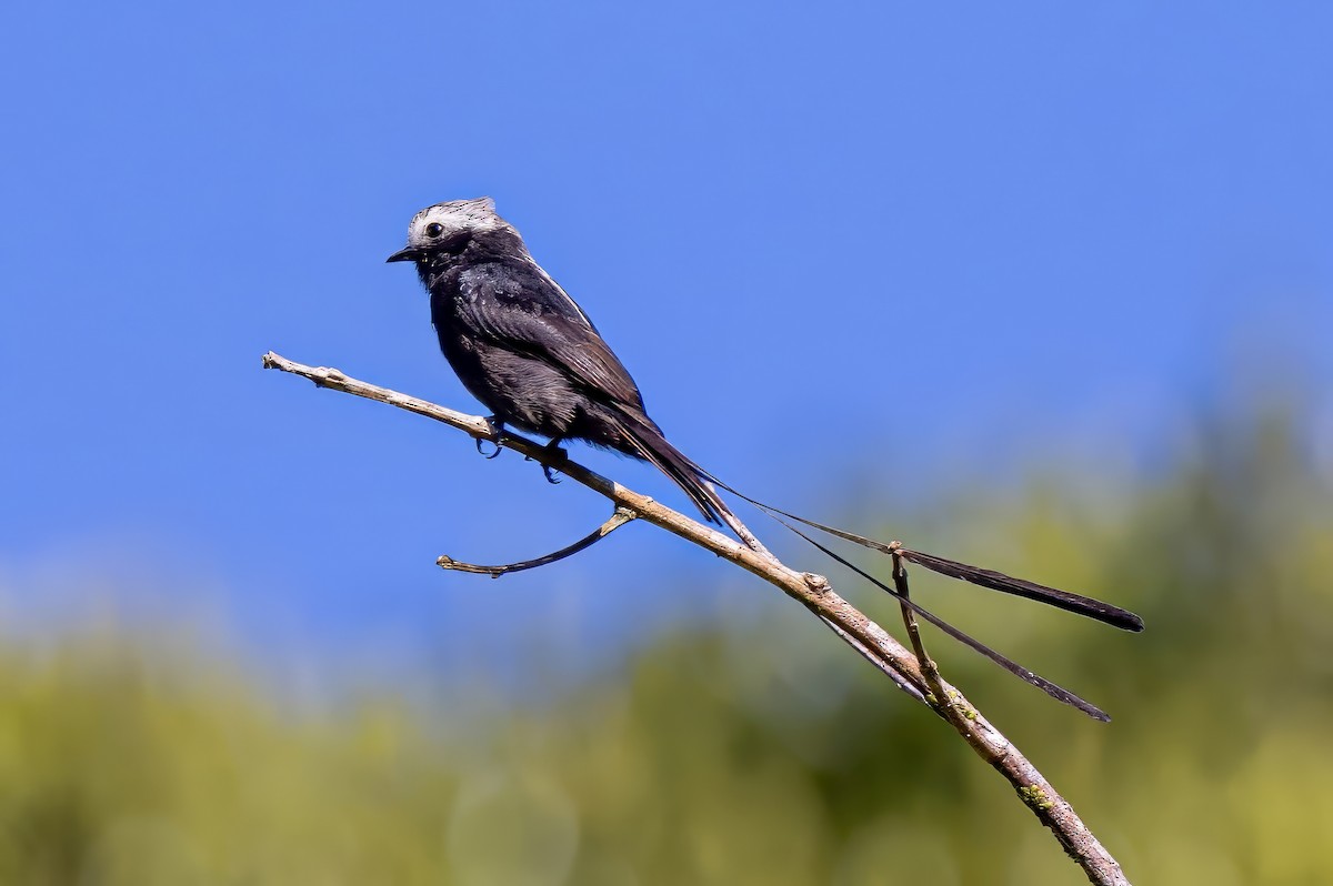 Long-tailed Tyrant - Sandy & Bob Sipe