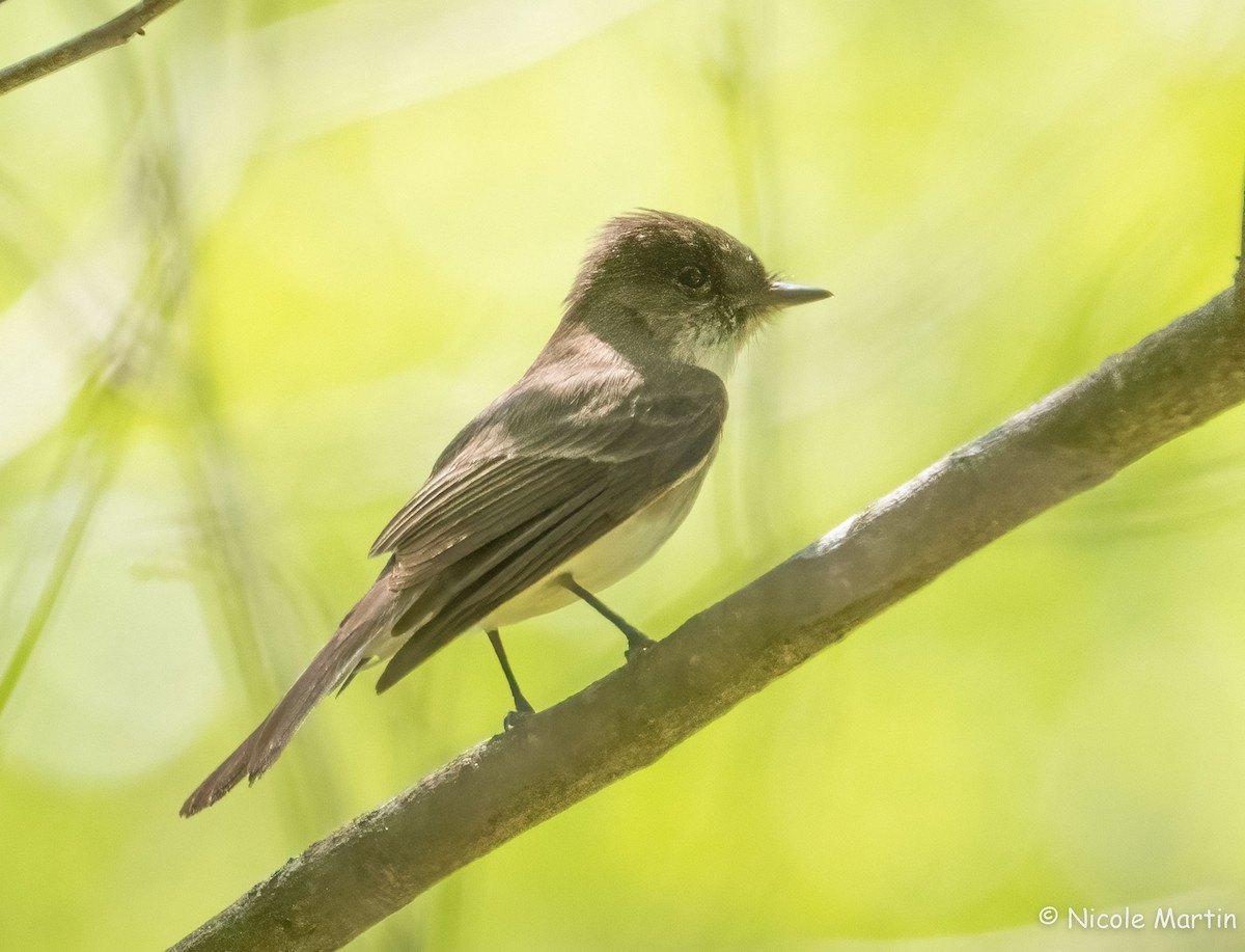 Eastern Phoebe - ML617483196