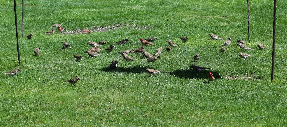 Purple Finch - ML617483197