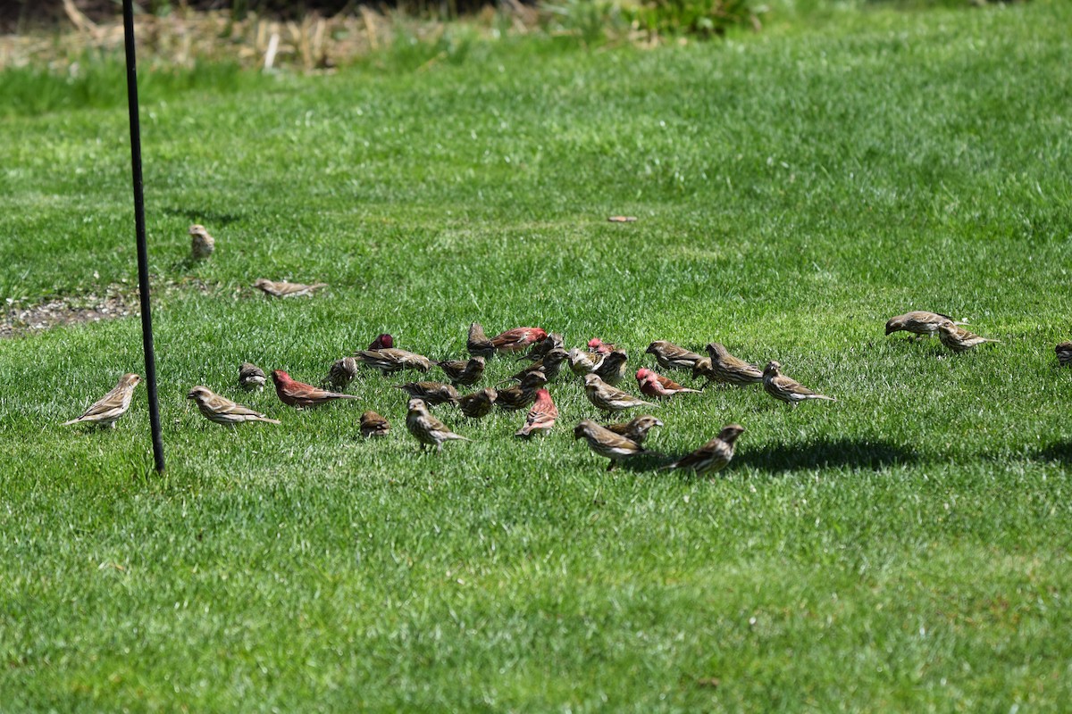 Purple Finch - ML617483230