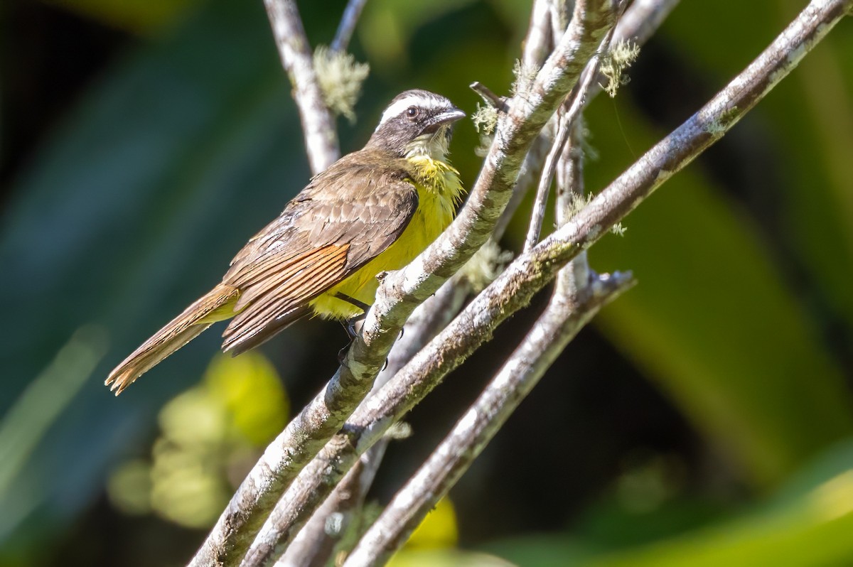 Social Flycatcher - ML617483239