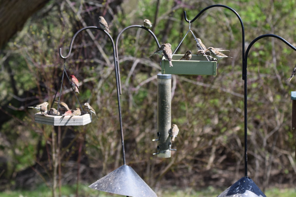 Purple Finch - ML617483250