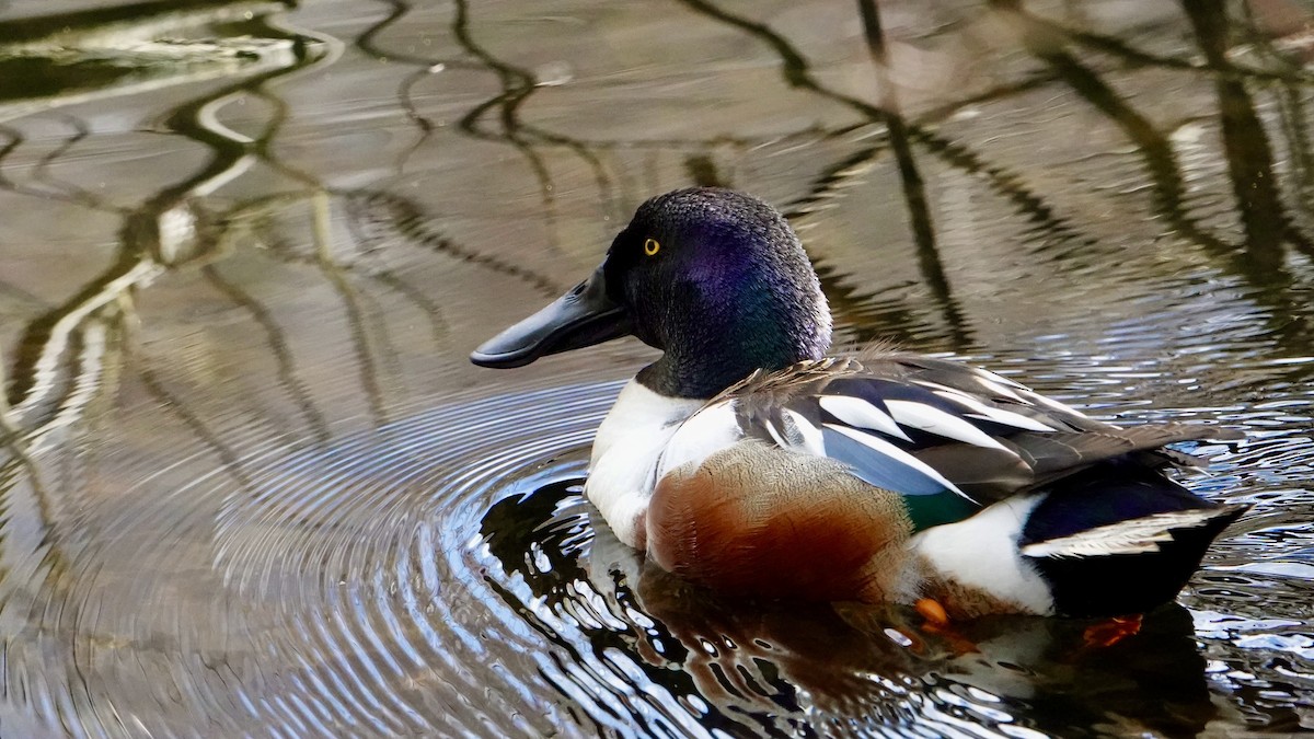 Northern Shoveler - ML617483252