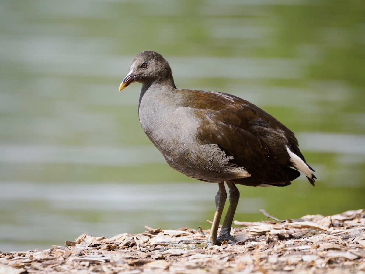 Dusky Moorhen - ML617483279