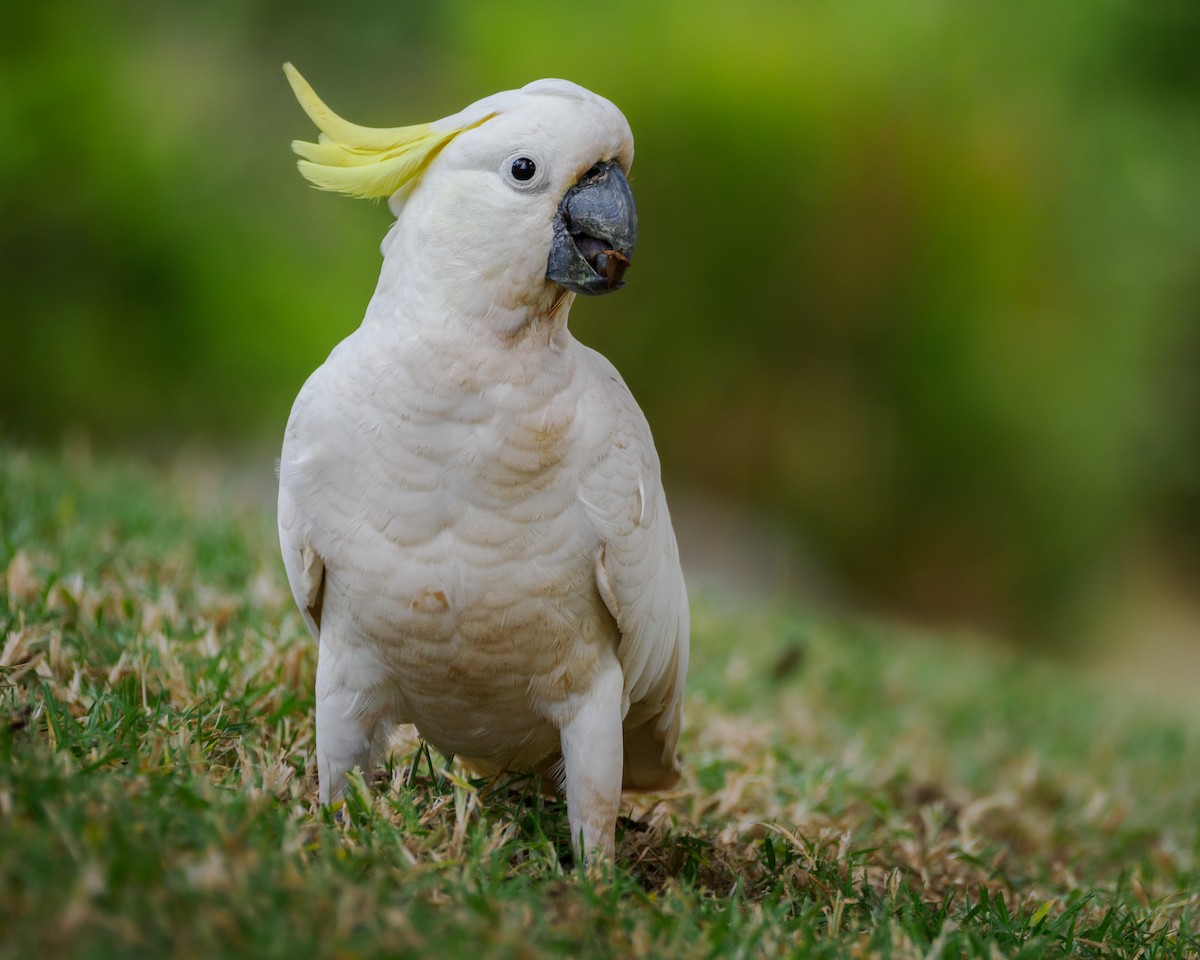 Sulphur-crested Cockatoo - ML617483294