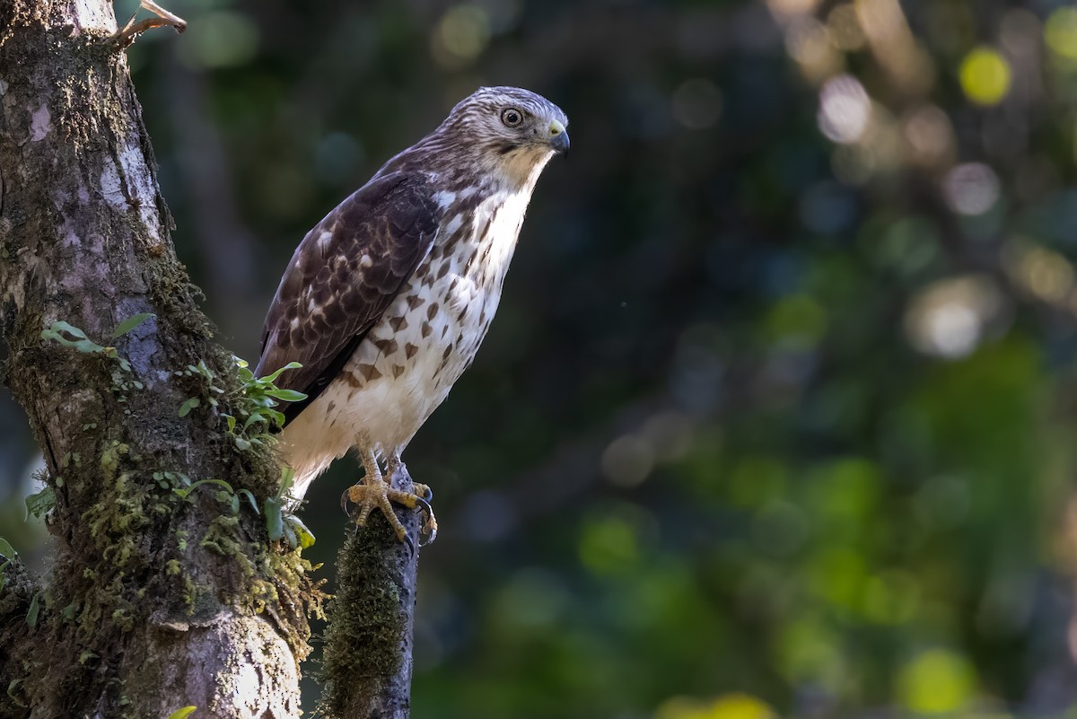 Broad-winged Hawk - ML617483313