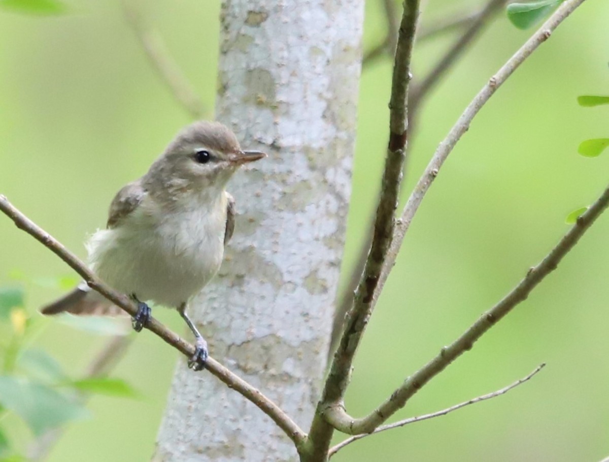 Warbling Vireo - Judson Lassiter