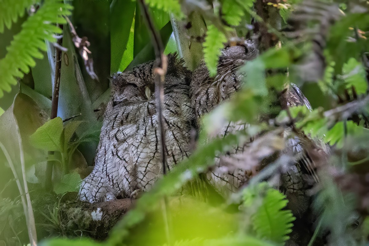 Tropical Screech-Owl - ML617483360