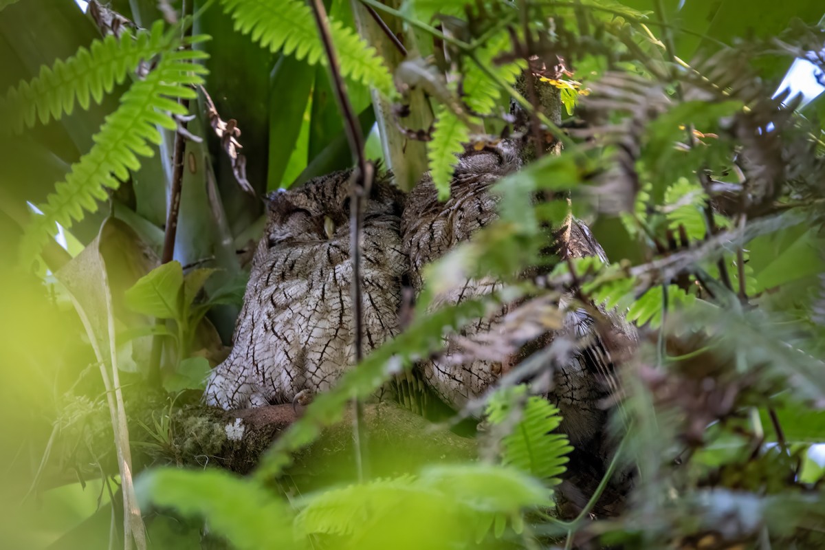 Tropical Screech-Owl - ML617483365